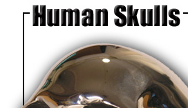 The Human Life Size Replica
Chrome Skull Harley Davidson